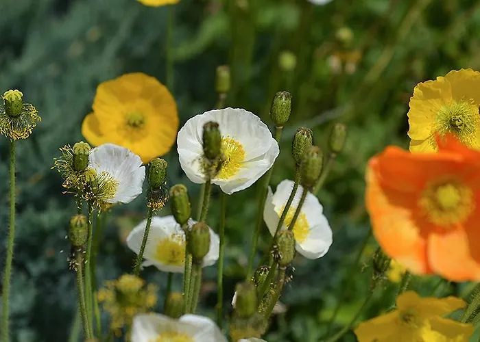 Silvestri Hotel Livigno